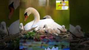 Медитация 10. Избавление от детских травм🕊️