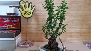 БОНСАЙ из МИРТА часть 3 формировка