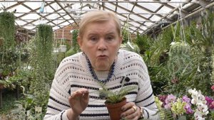 Папоротник Многорядник (Polystichum)