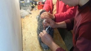 прививка для кролей