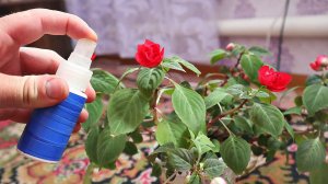 Одно аптечное удобрение заменит 100 покупных!  Комнатным растениям очень нравится  Нашатырный спирт