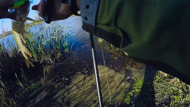 Рыбалка одной приманки. Разбираемся с незнакомым водоемом. Favorite Team. смотреть онлайн