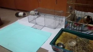 Guinea porcos tribuum domi Andes in meridiem Americae de V milia. Annos. Морские свинки.mp4