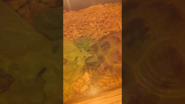 Черепаха ест капусту🐢🐢🐢