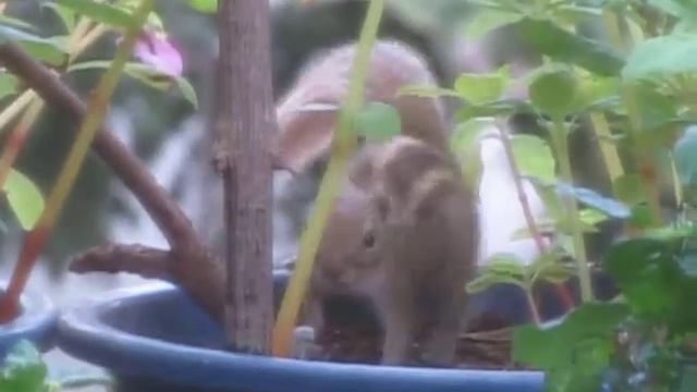 Palm squirrel nibbles at twig смотреть онлайн