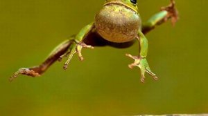 СОННИК - К чему видеть во сне ЖАБУ?