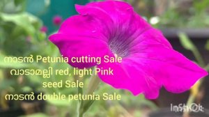 നാടൻ Single petunia cutting Sale