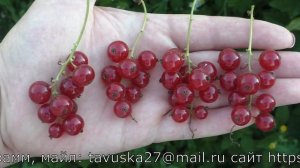 ВАЛЕНТИНОВКА сорт красной смородины с крупными сочными ягодами