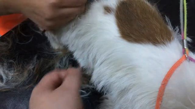 Груминг [Ветклиника Чулковой] смотреть онлайн