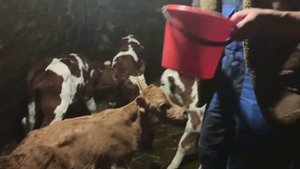 кормление молочных телят !!!