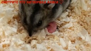 ХОМЯК АЛИСА РОДИЛА ХОМЯЧКОВ, А ПОТОМ СЪЕЛА ДВОИХ! СМОТРИТЕ ВИДЕО ДО КОНЦА???