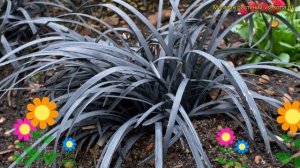 Офиопогон плоскострелый Нигер. Краткий обзор, описание характеристик ophiopogon planiscapus Niger