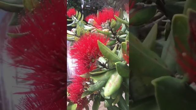 Pohutukawa New Zealand Christmas Tree (Metrosideros excelsa)