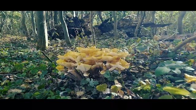 Big crazy looking yellow mushroom смотреть онлайн