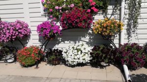 Цветы, которые  я буду сажать в кашпо всегда. Планы на 2022 год