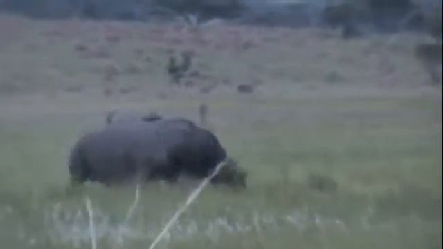 Схватка диких животных смотреть онлайн