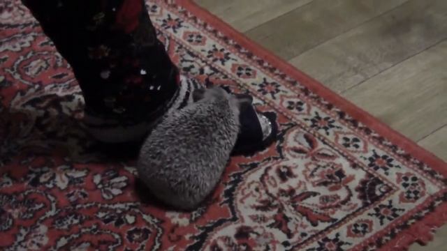 Жизнь ёжика по имени Стеша 18 серия смотреть онлайн