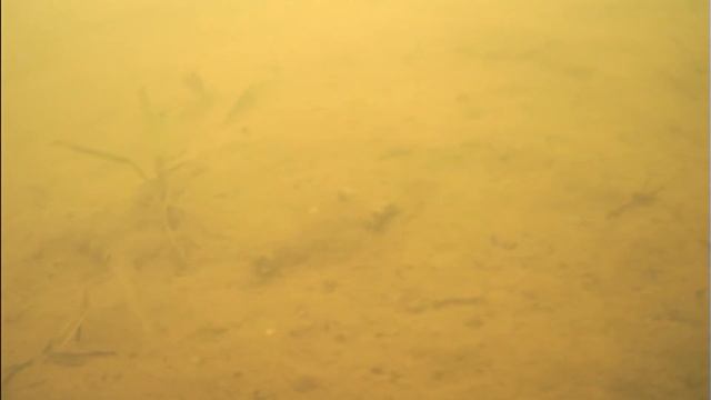 камера язь 52 Актив река без рыбы. смотреть онлайн