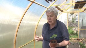 Голова садовая - Огурцы посадили. Что делать дальше?