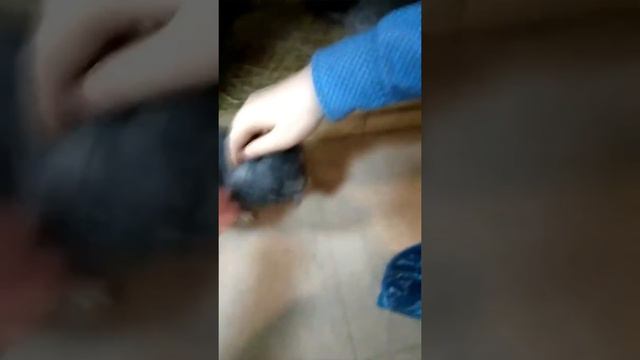 Поездка в ручной зоопарк 😄👍💗 смотреть онлайн