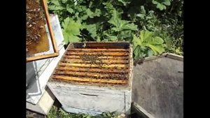 роение - как выглядит роевой маточник на пчелином соте, выпускаю роевую матку из маточника на сот