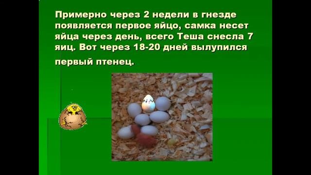волнистые попугаи презентация
