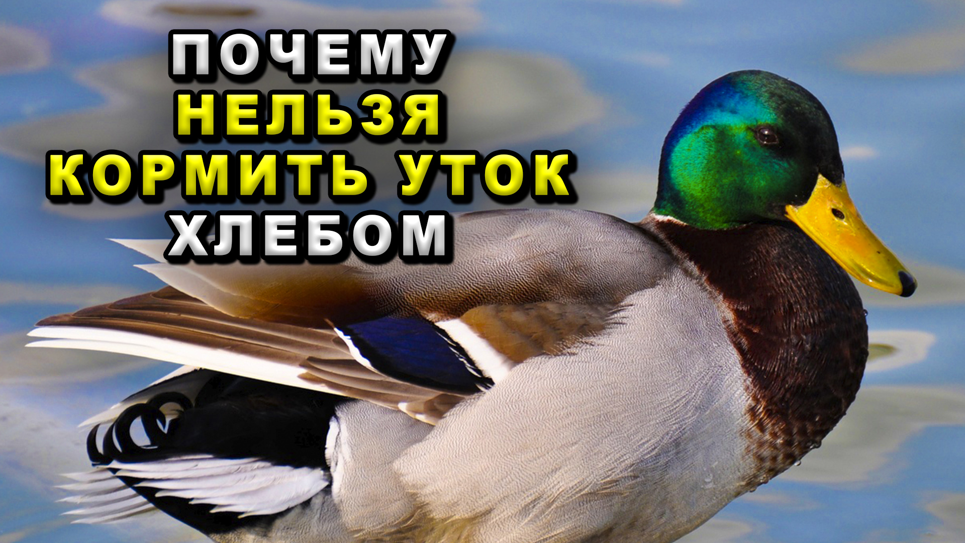почему уткам нельзя хлеб. почему нельзя кормить уток. чем кормить уток. не кормить лебедей. можно ли кормить уток хлебом.