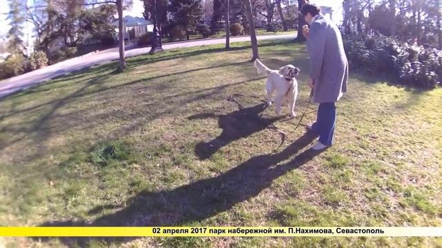 Крокодил Куба золотистый ретривер смотреть онлайн