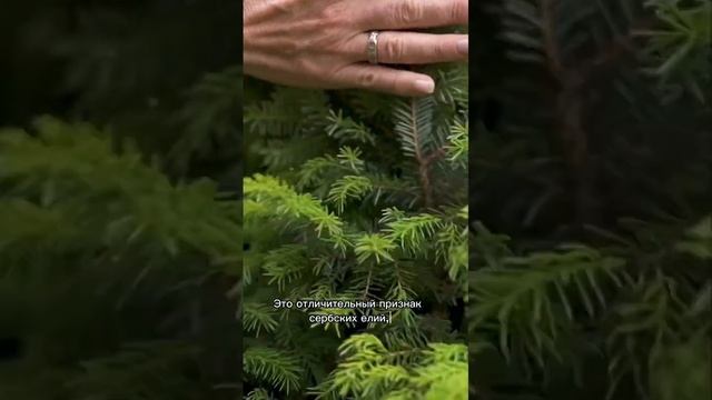 Хвойные в моем саду. Ссылка на видео? #сад #хвойные #conifer