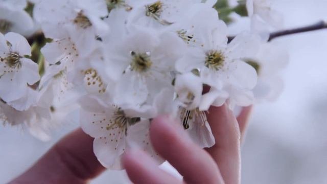 Эфирные масла Олеос – информация о производителе
