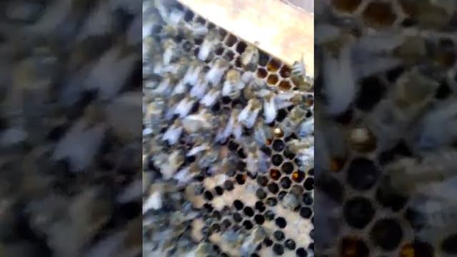 Зимний расплод.