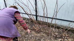 Обрезка запущенной Малины