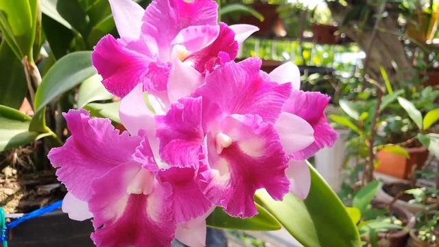 Bông Cattleya mini Hồng nở tại vườn смотреть онлайн