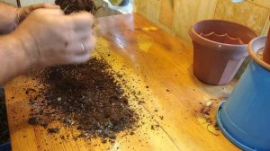 пересадка алоказий шкура дракона и блек вильвет #алоказия #шкурадракона #блеквильвет