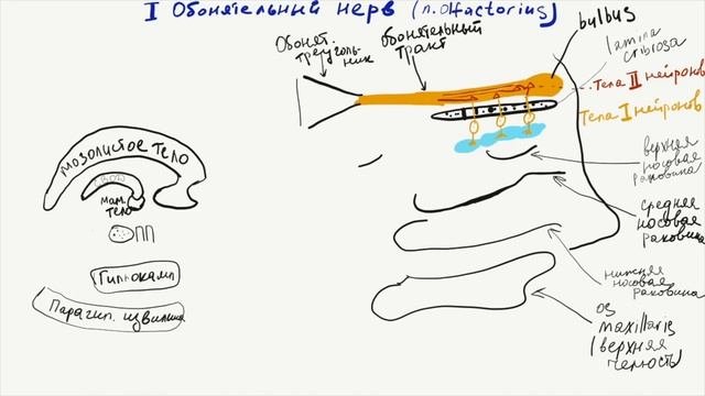 ОБОНЯТЕЛЬНЫЙ АНАЛИЗАТОР (I ЧМН) ВЫУЧИ ТЕМУ ЗА 2:30 МИН