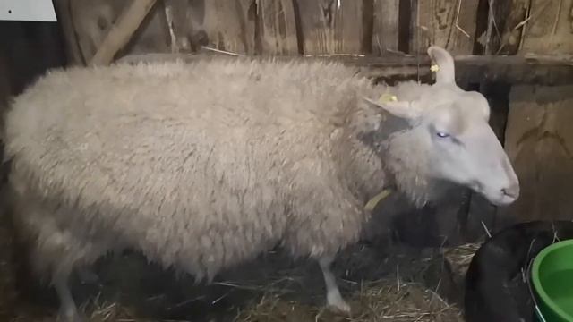 Овцы переели овса. Восточно-Фризская овца