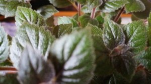 Домашние цветы #Весёлая семейка ???