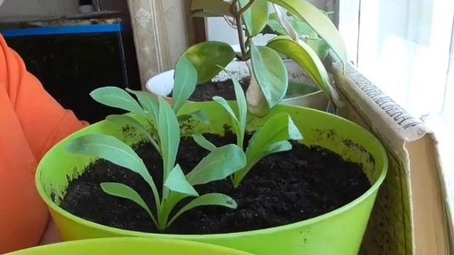 В горшках календула-Геннадий Горин смотреть онлайн