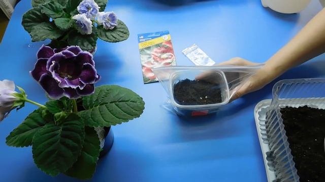 ПРОСТОЙ СПОСОБ ПОСАДИТЬ ГАЦАНИЮ НА РАССАДУ ! Гацания посев семян сеянцы рассада выращивание и уход