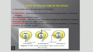 Fertilization in plants