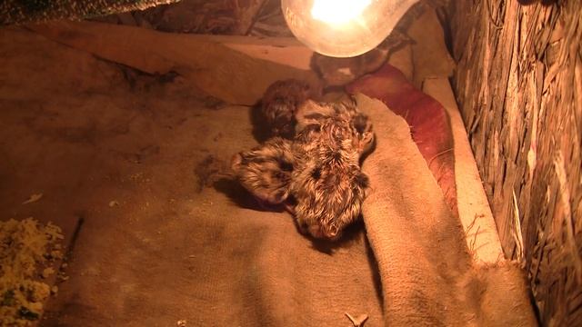 Рождение птенцов /// Весь процесс /// С яйца в птенца смотреть онлайн