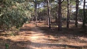 Море сосны Крым Казантипский залив Песочное