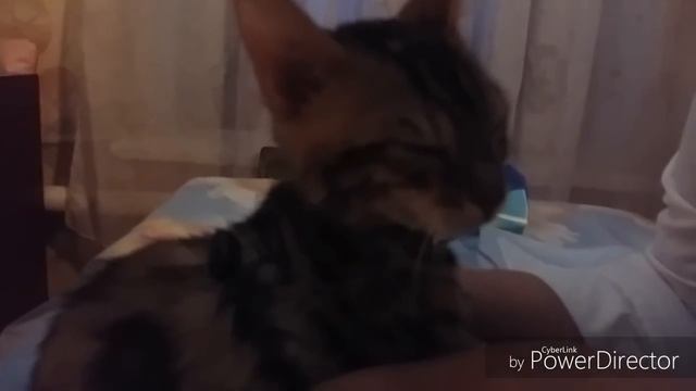 Укусила пиявка! Ставим пиявку бенгальскому коту. Убираем шишку после прививки. смотреть онлайн