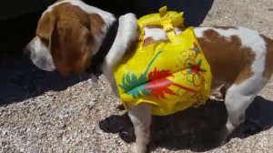 Бигле-Лайфхак: недорогой плавательный жилет для собаки 