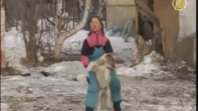 В России возрождается традиция разведения оленей смотреть онлайн