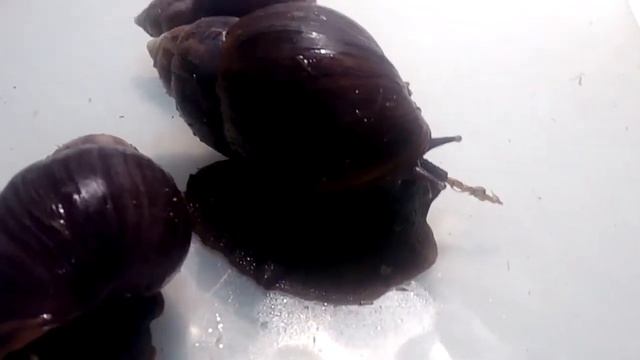 Улитки Архахатины папирацеи альбино шелл сделали кладку? смотреть онлайн