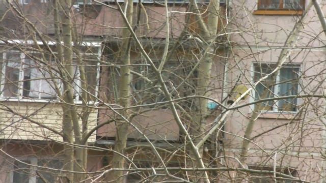 Чистюля из Северодвинска смотреть онлайн