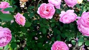 Обзор: Роза - Боскобель