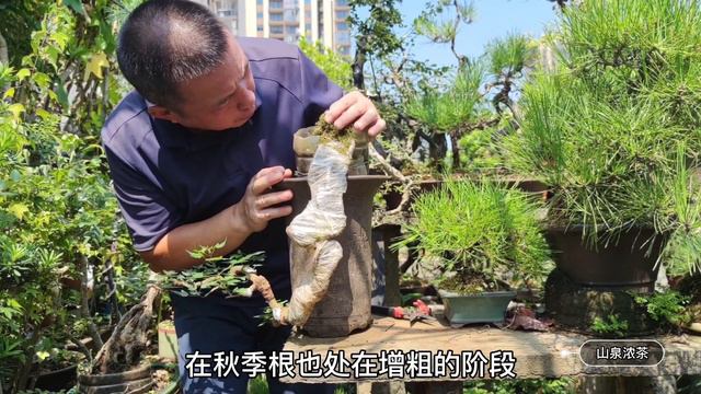 Dont leave the wrong branches in autumn bonsai and dont cut the wrong branches秋季盆景不要留錯枝更不要剪錯枝