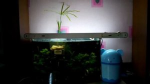 циперус (Папирус) в аквариуме  Часть 1